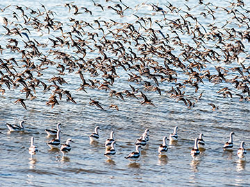 American Avocet