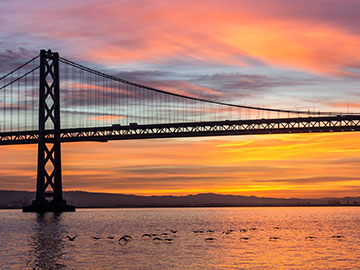 Birds Below the Bridge