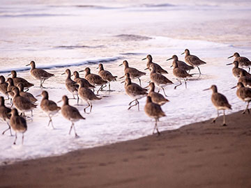 Birds on the Beach