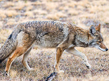 Coyote