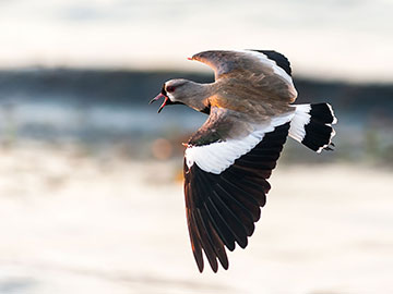 Crawing Bird