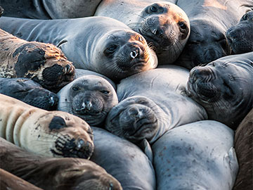 Elephant Seal Snuggling