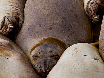 Elephant Seals Napping