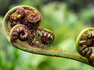 Fern