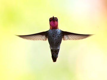 Hummingbird