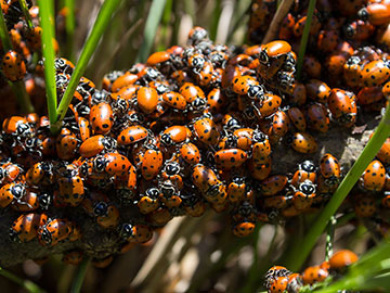 Ladybug