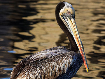 Peruvian Pelican
