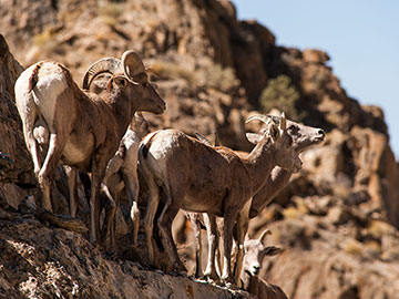 Sierra Bighorn Sheep