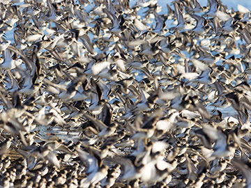 Ton o' Sea Birds