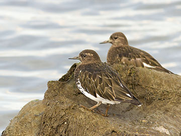 Turnstones
