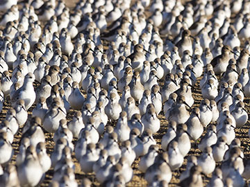 Walking Birds