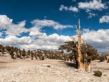 White Mountain